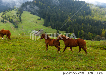 A Serene Landscape Featuring Majestic Horses Grazing on Lush Green Meadows Surrounded by Dense Forest Hills and Soft Mist in a Beautiful Rural Setting 128331392
