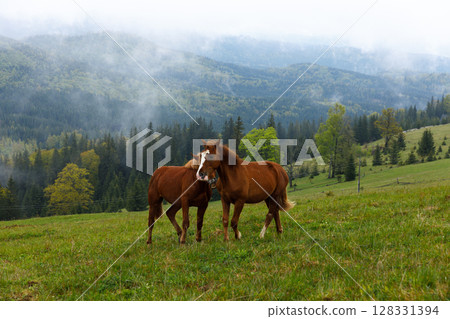 Two Horses Grazing in a Lush Green Meadow Surrounded by Serene Mountains and Dense Forests Under a Foggy Sky, Capturing the Essence of Nature's Tranquility and Beauty Two Horses Grazing in a Lush Green Meadow Surrounded by Serene Mountains and Dense Forests Under a Foggy Sky, Capturing the Essence of Nature's Tranquility and Beauty 128331394