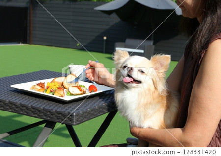 A happy Chihuahua smiling in its owner's arms A happy Chihuahua smiling in its owner's arms 128331420