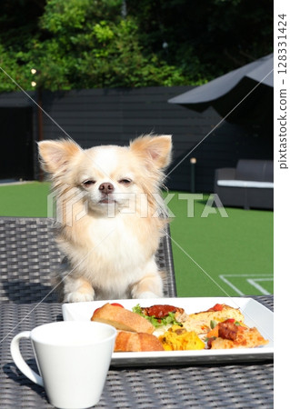 桌子對面的吉娃娃臉上露出滿意的表情 128331424