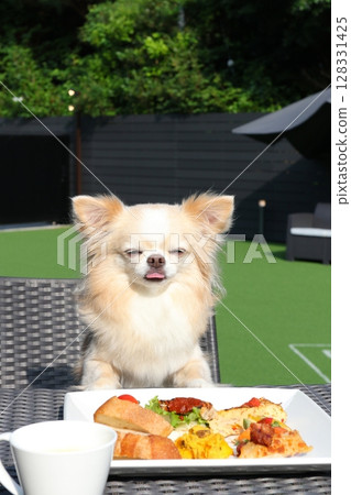 A satisfied look on the Chihuahua's face across the table 128331425