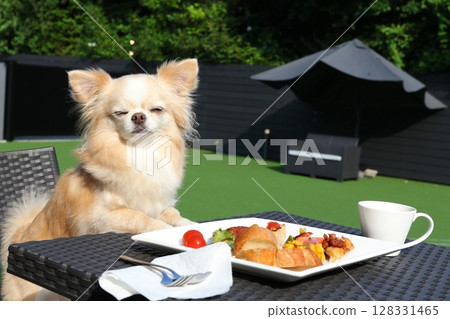 A satisfied look on the Chihuahua's face across the table A satisfied look on the Chihuahua's face across the table 128331465