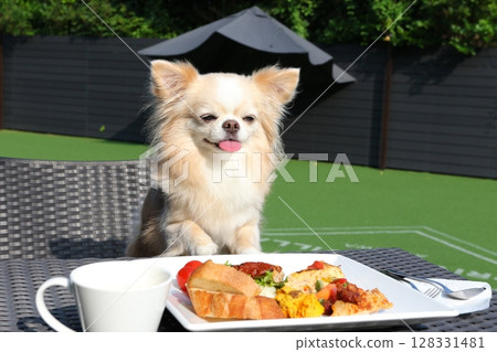 桌子對面的吉娃娃臉上露出滿意的表情 128331481