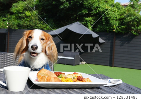 Enjoy a garden lunch with a smiling dog Enjoy a garden lunch with a smiling dog 128331483