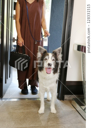 邊境牧羊犬和主人散步回來 邊境牧羊犬和主人散步回來 128331515