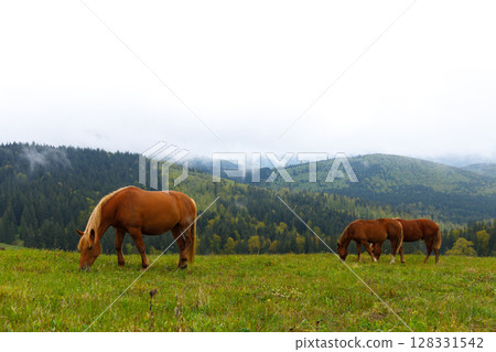 Three Majestic Horses Grazing in a Lush Meadow Surrounded by Rolling Green Hills and Misty Clouds in a Picturesque Natural Landscape Three Majestic Horses Grazing in a Lush Meadow Surrounded by Rolling Green Hills and Misty Clouds in a Picturesque Natural Landscape 128331542