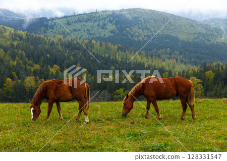 Two Beautiful Brown Horses Grazing in Lush Green Fields with Hills in the Background, Showcasing Peaceful Rural Landscape and Nature's Serenity 128331547