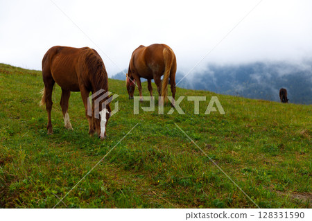 Serene Scene of Horses Grazing on a Lush Green Meadow Surrounded by Misty Mountains Offers a Tranquil View of Nature's Beauty and Horseback Grazing Behavior 128331590