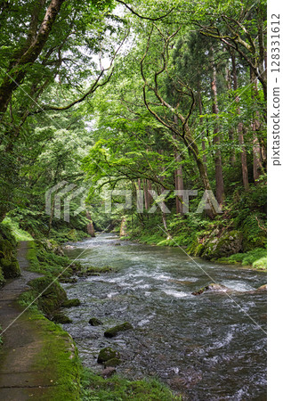 Fresh green Kazura Bridge Fresh green Kazura Bridge 128331612