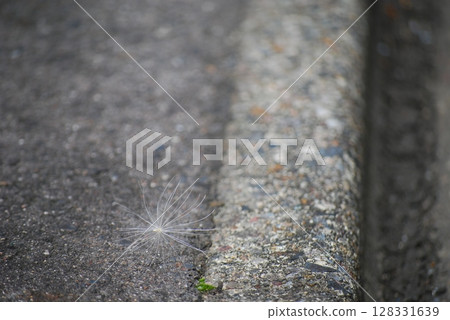 Dandelion seeds 128331639