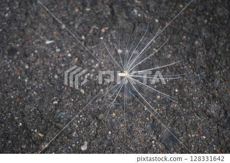 Dandelion seeds 128331642