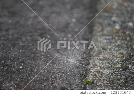 Dandelion seeds 128331643