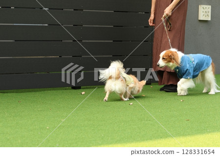 A scene of a chihuahua playing in a dog run and a dog on a leash A scene of a chihuahua playing in a dog run and a dog on a leash 128331654