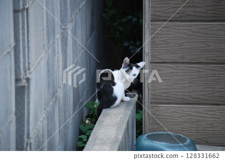 流浪貓 流浪貓 128331662