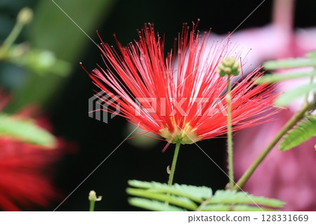 A close-up view of a red-petaled Carianthra weedy flower 128331669