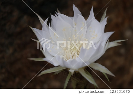 A close-up view of the white-petaled flowers of the cactus Kinseimaru 128331670