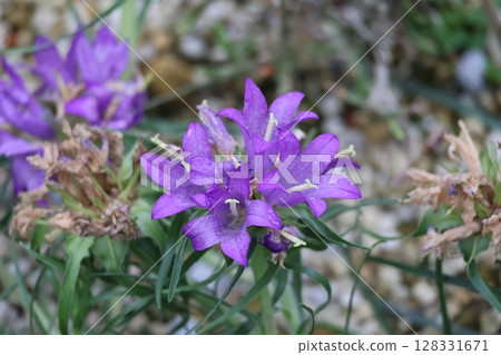 綠葉紫花瓣的 Edrianthus cerbicus 花的特寫 綠葉紫花瓣的 Edrianthus cerbicus 花的特寫 128331671
