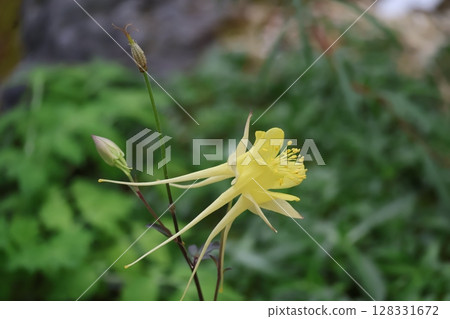 一朵名為 Aquilegia chrysantha 的花的特寫,花瓣為黃色 一朵名為 Aquilegia chrysantha 的花的特寫,花瓣為黃色 128331672
