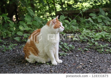 一隻貓坐在石頭上，眺望遠方的風景 128331673