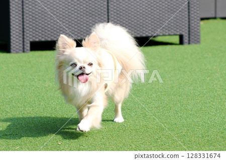 一隻看起來很開心的吉娃娃在狗跑道上精力充沛地奔跑 128331674