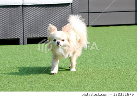 A happy-looking Chihuahua running energetically in a dog run A happy-looking Chihuahua running energetically in a dog run 128331679