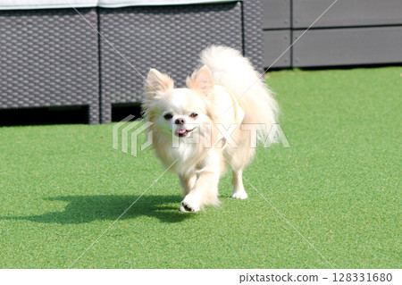 A happy-looking Chihuahua running energetically in a dog run A happy-looking Chihuahua running energetically in a dog run 128331680