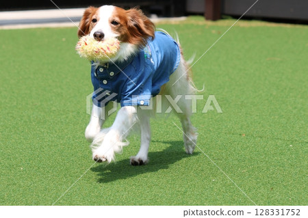 Kooikerhondje, a medium-sized dog playing in a dog run 128331752