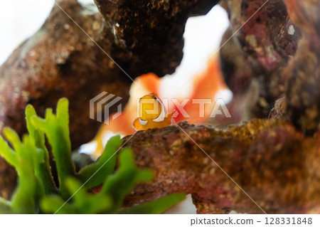 從岩石後探出頭來的小丑魚① 128331848