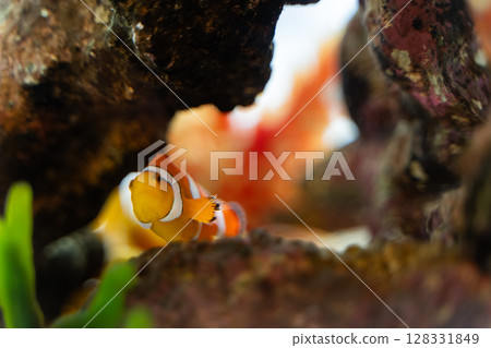 從岩石後探出頭來的小丑魚② 從岩石後探出頭來的小丑魚② 128331849