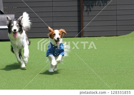 Multiple dogs dashing around the dog run! Multiple dogs dashing around the dog run! 128331855