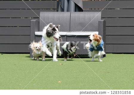 Multiple dogs dashing around the dog run! Multiple dogs dashing around the dog run! 128331858
