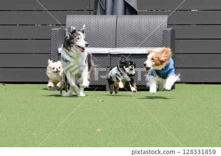 多隻狗在狗舍周圍奔跑! 多隻狗在狗舍周圍奔跑! 128331859