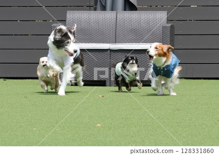 多隻狗在狗舍周圍奔跑！ 128331860