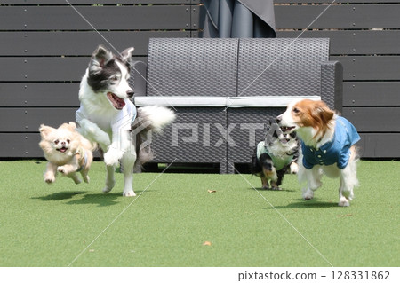 Multiple dogs dashing around the dog run! Multiple dogs dashing around the dog run! 128331862