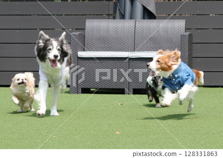 Multiple dogs dashing around the dog run! Multiple dogs dashing around the dog run! 128331863