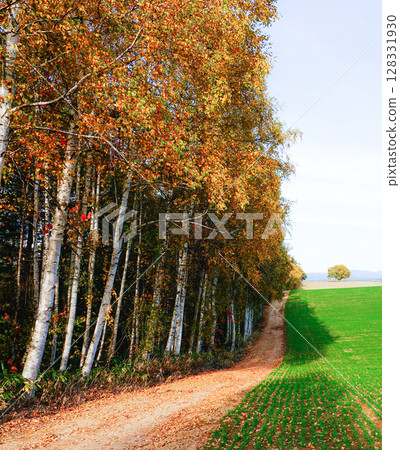 北海道美瑛的寧靜秋葉景色 北海道美瑛的寧靜秋葉景色 128331930