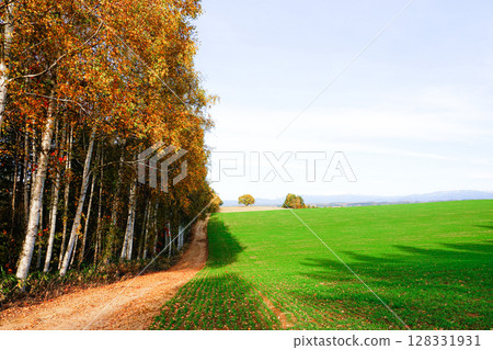 A tranquil scene of autumn leaves in Biei, Hokkaido 128331931