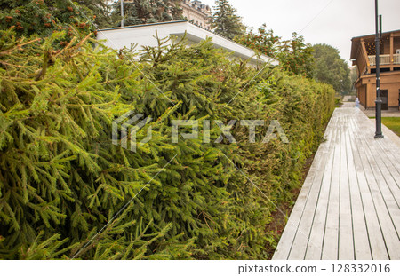A modern wooden pedestrian path through the park, surrounded by lush green trees A modern wooden pedestrian path through the park, surrounded by lush green trees 128332016