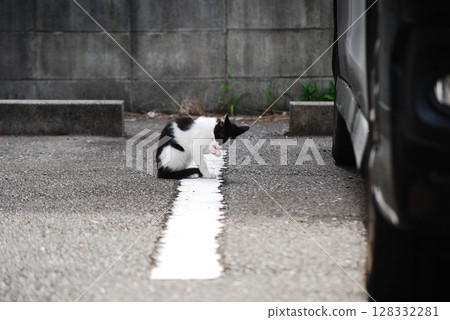 Stray cat Stray cat 128332281
