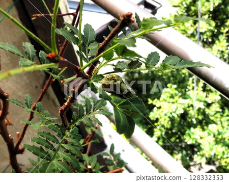 昆蟲：日本胡椒葉：鳳蝶幼蟲：蛻皮過程：我們的花壇 128332353