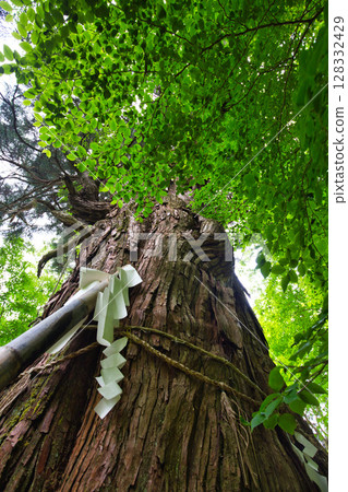 The large Inari cedar tree towering over the fresh greenery The large Inari cedar tree towering over the fresh greenery 128332429
