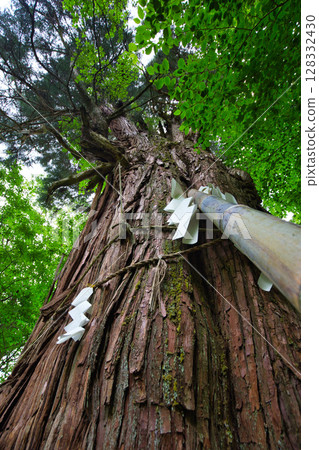 The large Inari cedar tree towering over the fresh greenery The large Inari cedar tree towering over the fresh greenery 128332430