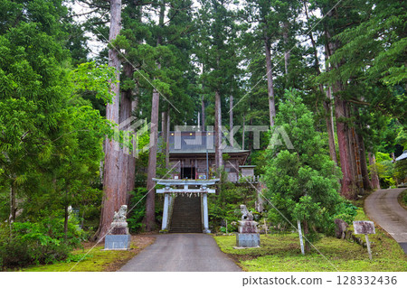 The large Inari cedar tree towering over the fresh greenery The large Inari cedar tree towering over the fresh greenery 128332436
