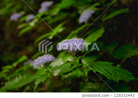 The large Inari cedar tree towering over the fresh greenery 128332443