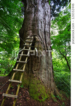 矗立在新綠中的大稻荷杉 128332446