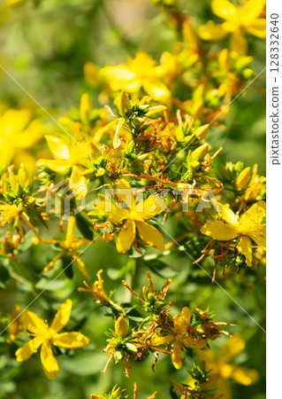 Close up of yellow saint john's wort flowers blooming in summer. Natural herbal medicine concept. Close up of yellow saint john's wort flowers blooming in summer. Natural herbal medicine concept. 128332640