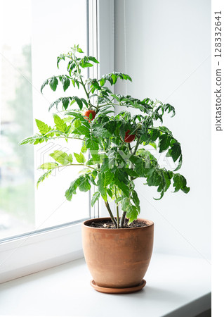 Compact tomato plant in a clay pot on window sill with natural light. Home gardening and fresh food cultivation. 128332641