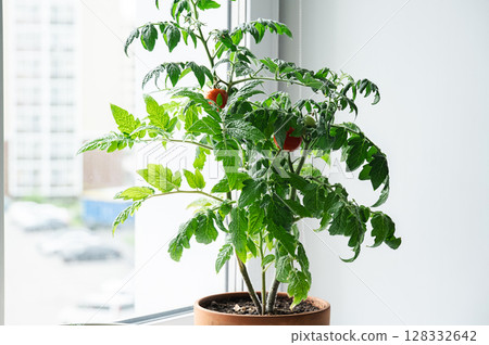 Tomato plant with ripe red fruit and green leaves in a terracotta pot grow indoors. Tomato plant with ripe red fruit and green leaves in a terracotta pot grow indoors. 128332642
