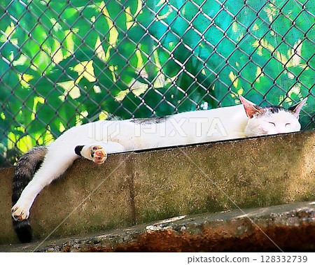 A street cat lying down 128332739