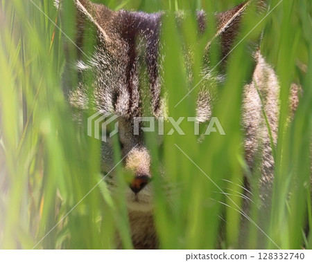 A street cat hiding in the grass 128332740